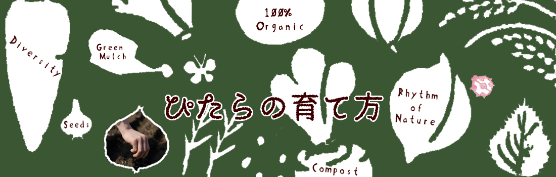 ぴたらの育て方